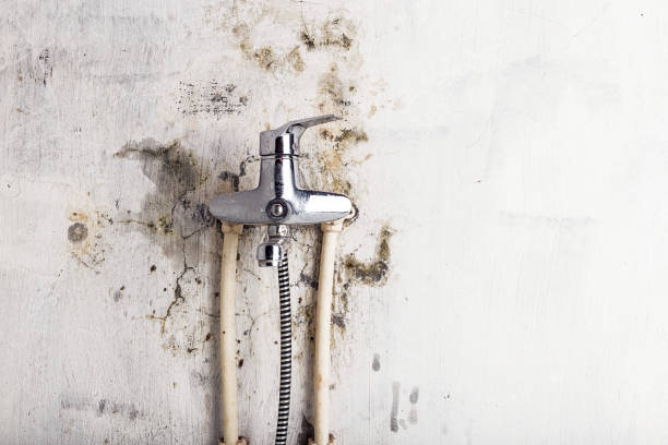 Best Black Mold Remediation in Palm Bay, FL